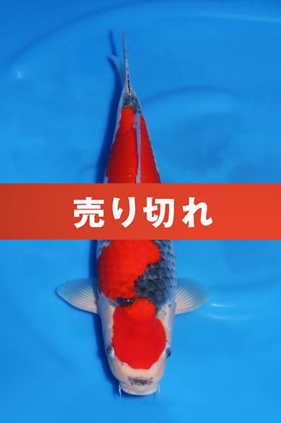 五色♀　45㎝