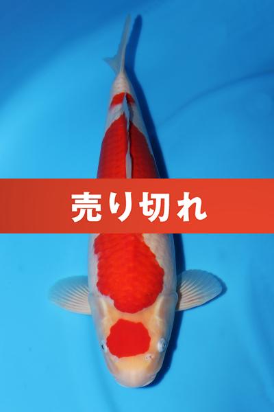 紅白♀　52㎝