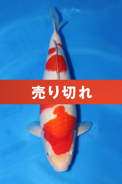 紅白♀　50㎝