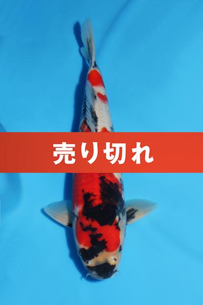 昭和♀　43㎝