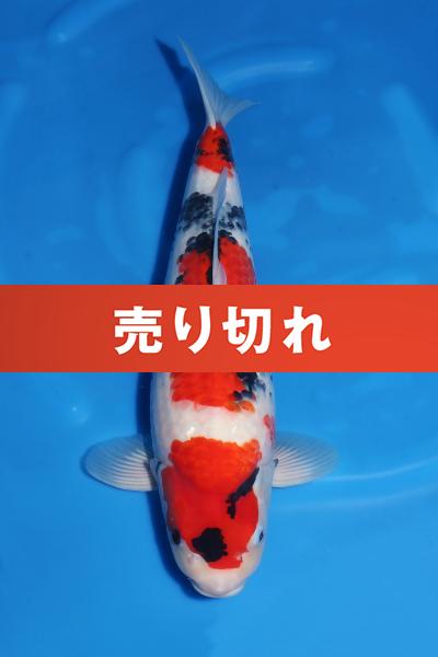 昭和♀　　51㎝