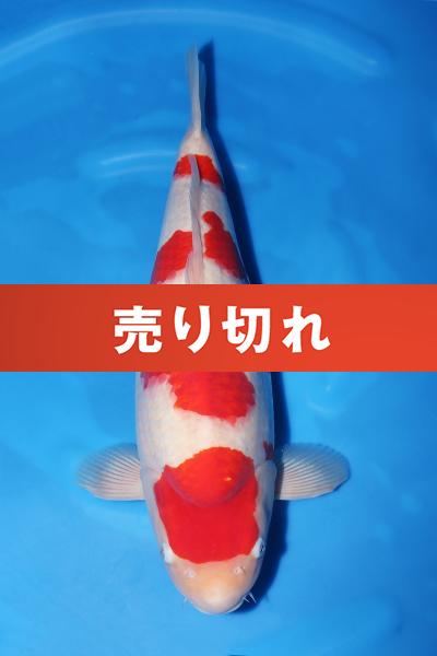 紅白♀　　47㎝