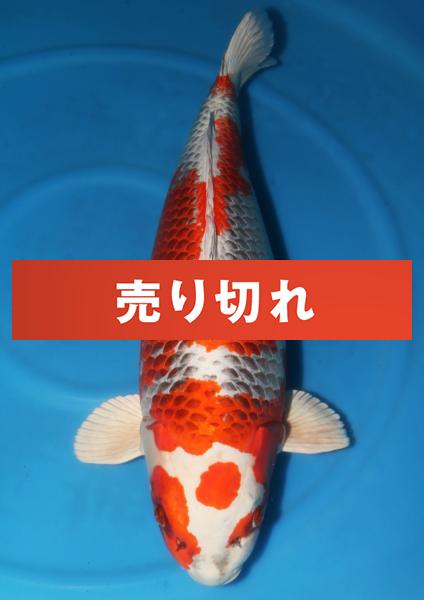 ハイクラス錦鯉 錦鯉通販販売 仙助